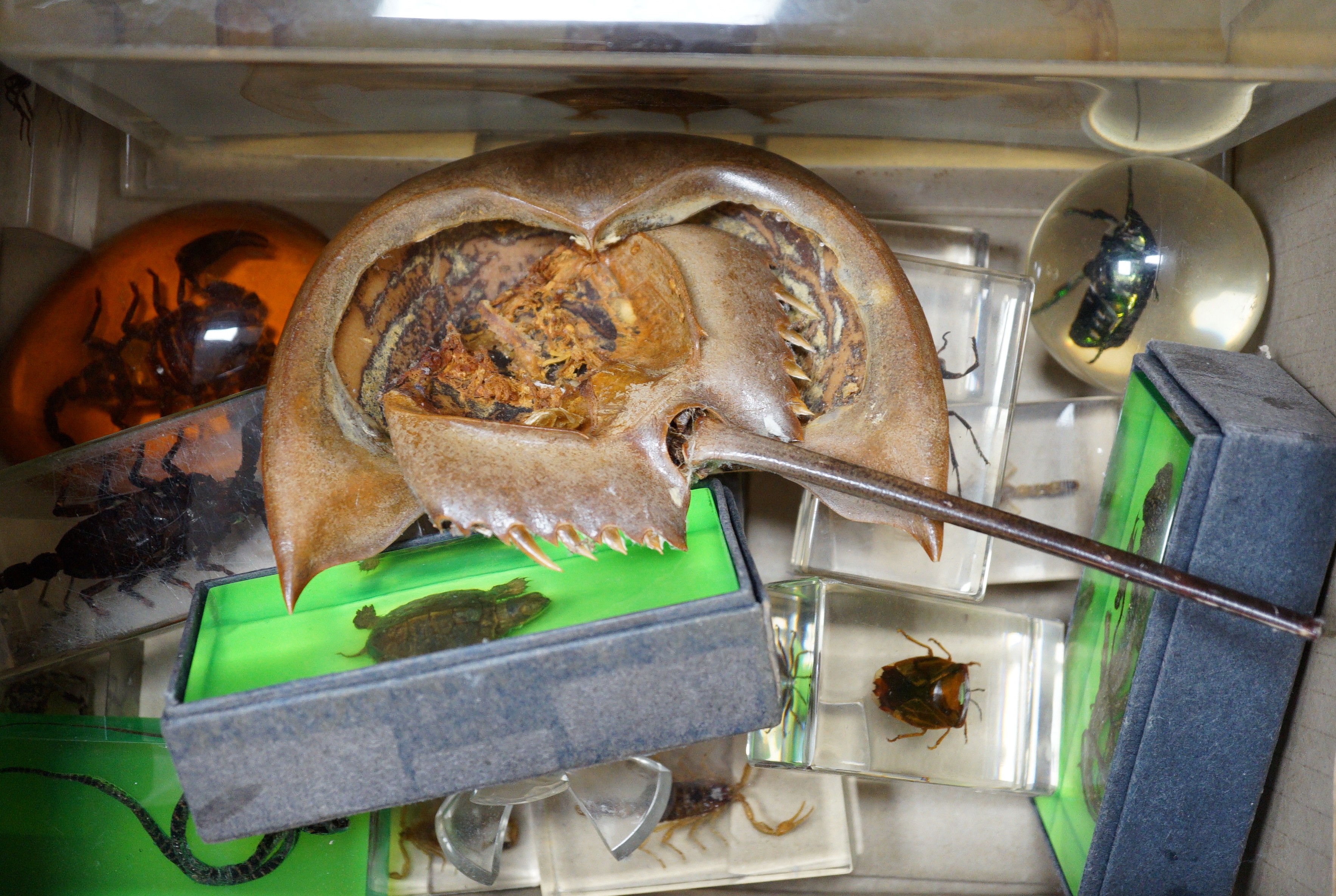 Entomology and Herpetology - a collection of insects, scorpions, spiders, a turtle, a snake in acrylic slabs, a horseshoe crab, and a cased wet specimen African sheath tailed bat, 27 cm wide